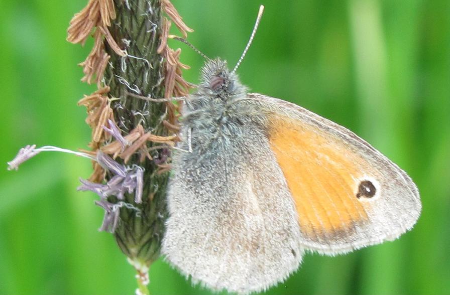 Coenonympha pamphilus?